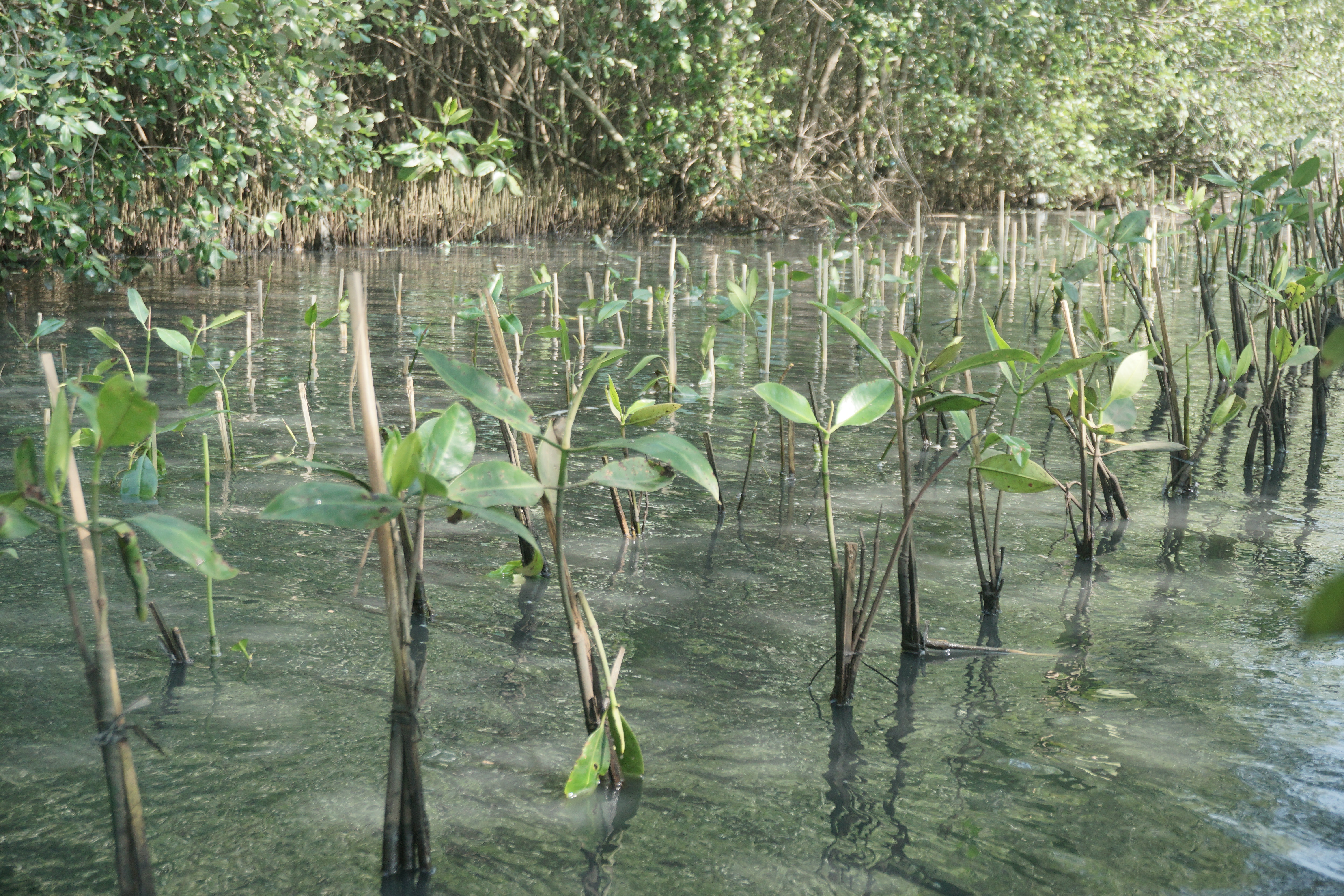 Mangrove yang telah tertanam di Pantai Mangunharjo, Kota Semarang. 