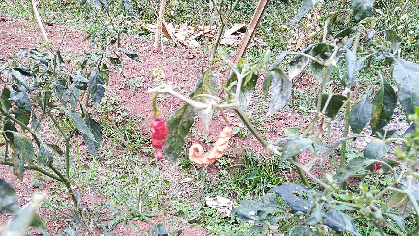 Kondisi tanaman cabai yang terserang hama di Desa Sukajaya hasil pantauan tim pengabdian masyarakat FTUI.<br>
