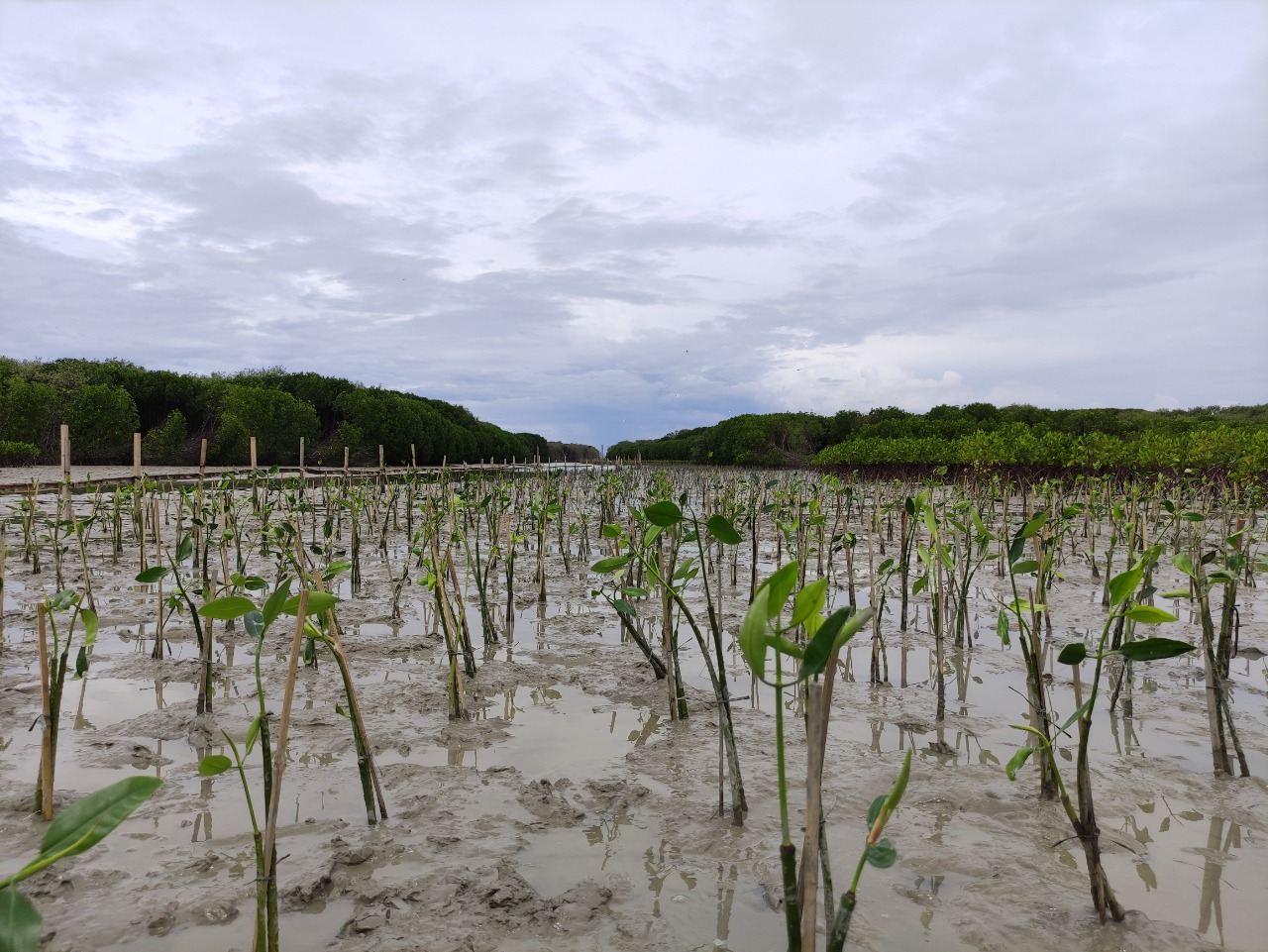 Lokasi penanaman mangrove di Desa Bedono (Dokumentasi: LindungiHutan).