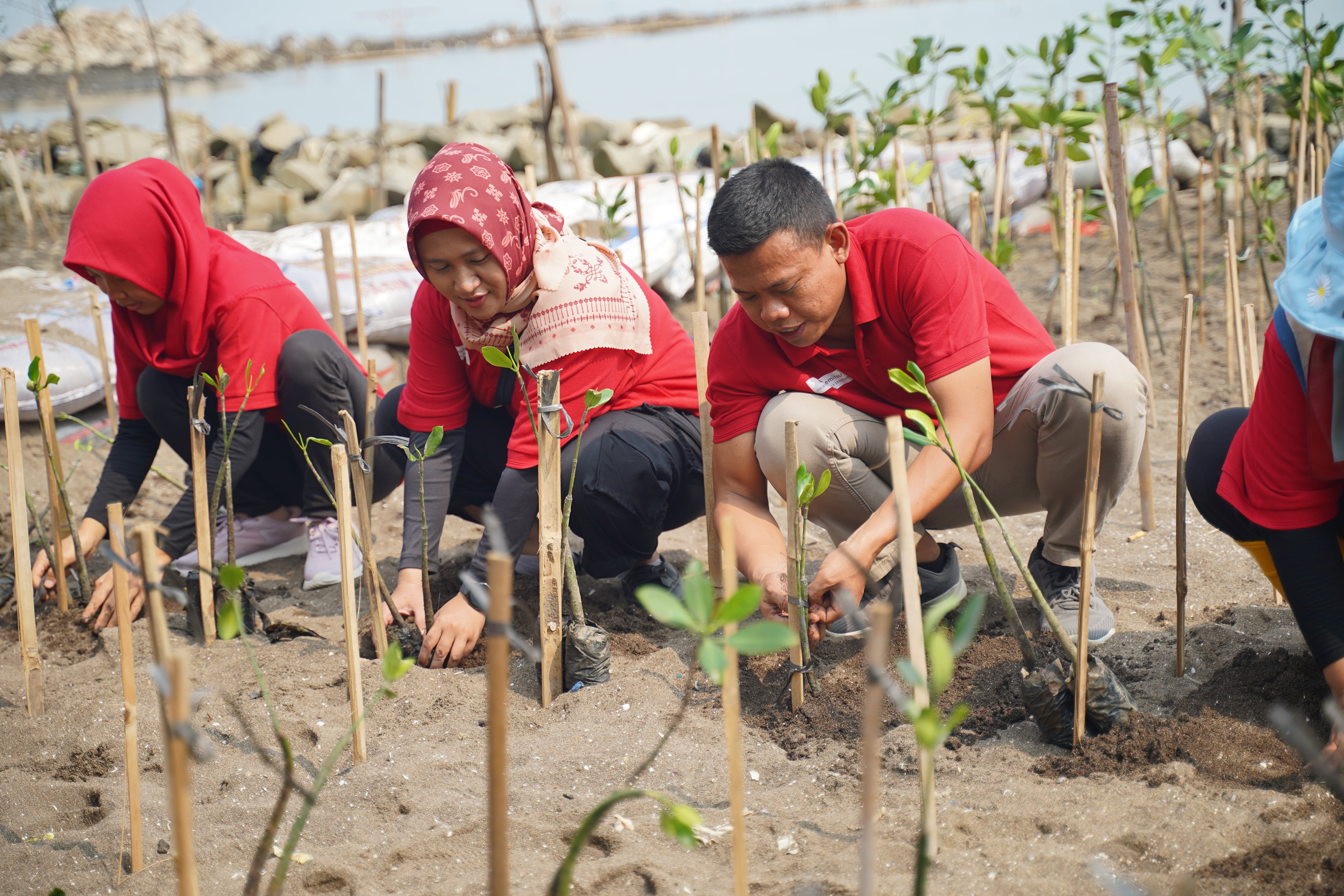 Program CSR penanaman mangrove oleh rekan-rekan PT Idemitsu Energy Indonesia. (Dokumentasi: LindungiHutan). 