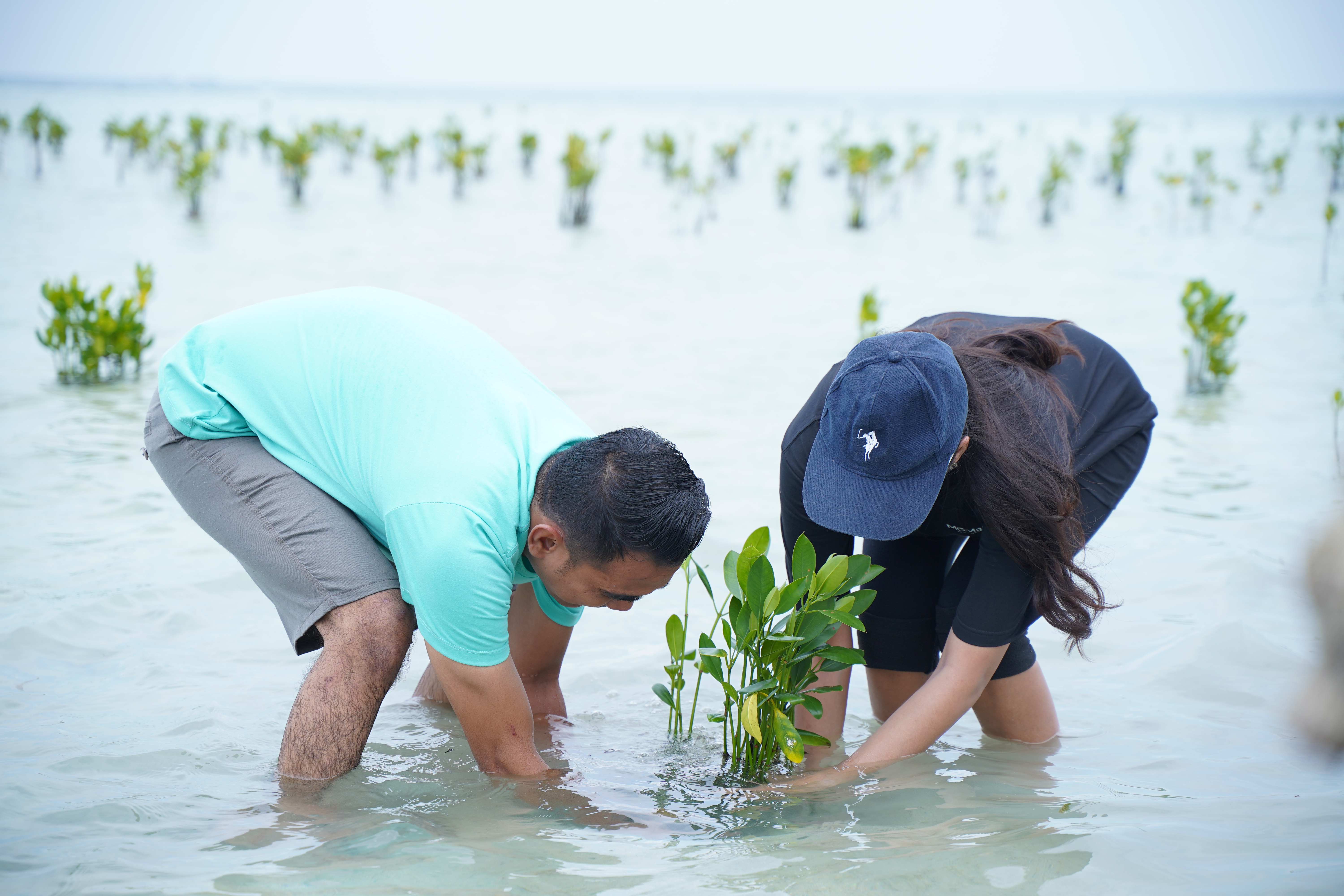PT MGM Hijaukan Pulau Pari dengan mangrove.