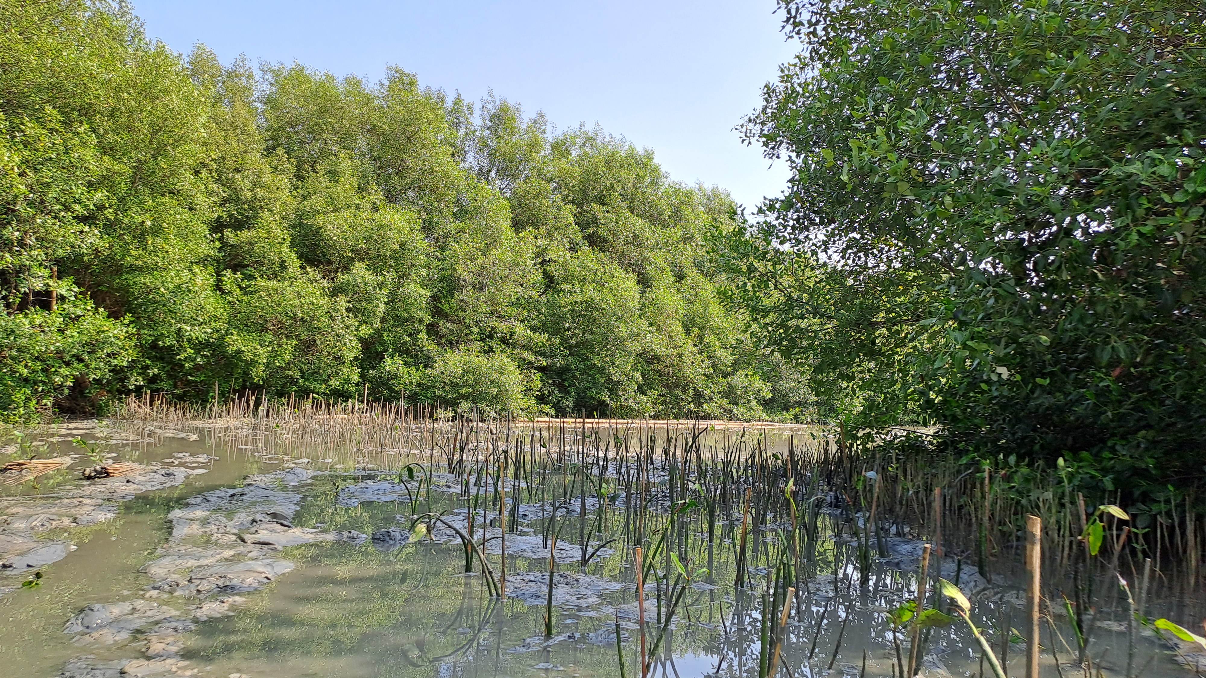 Lokasi penanaman mangrove di Pesisir Trimulyo, Kota Semarang.