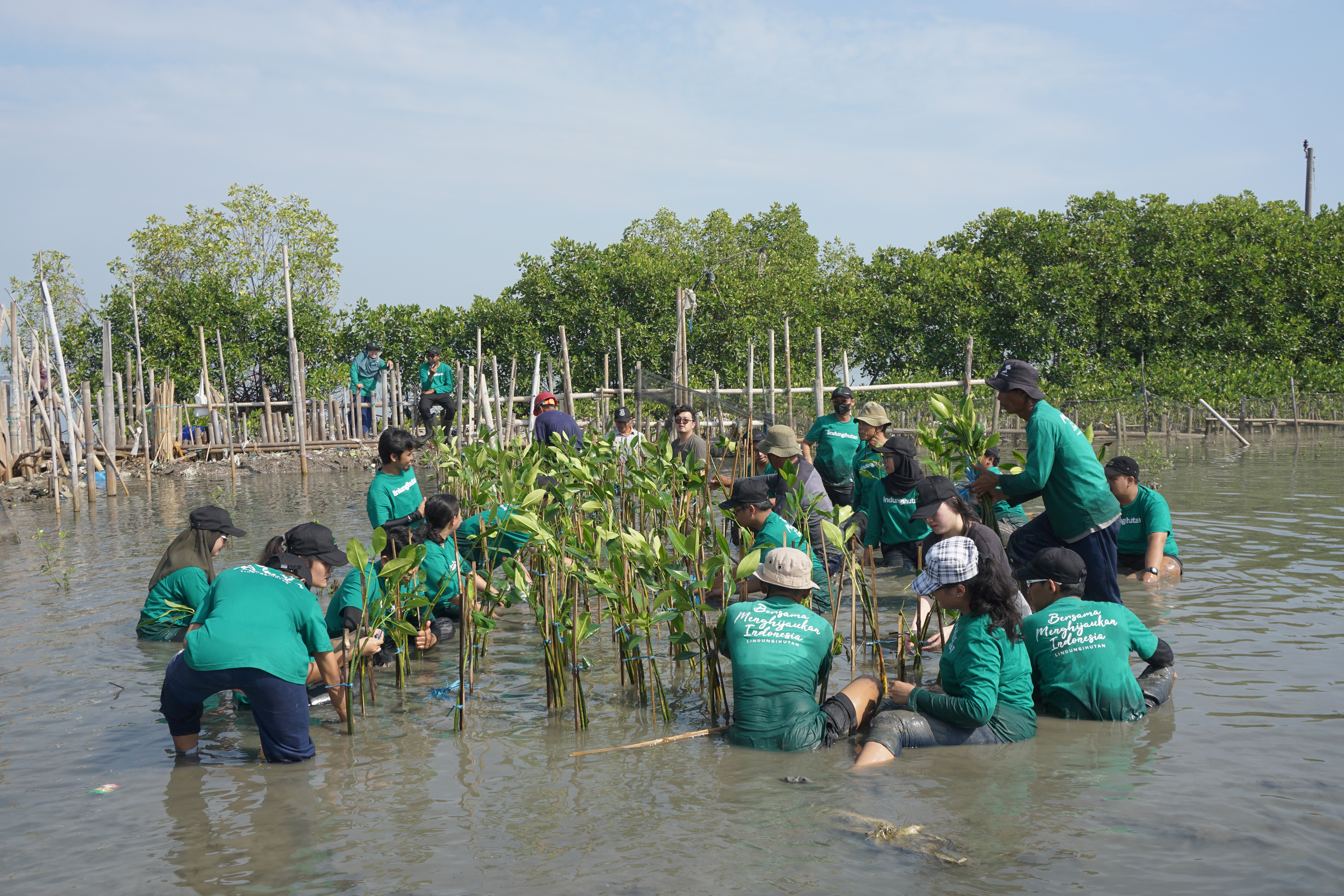 Penanaman mangrove tim LindungiHutan di Tambakrejo, Semarang. (Dokumentasi: LindungiHutan).