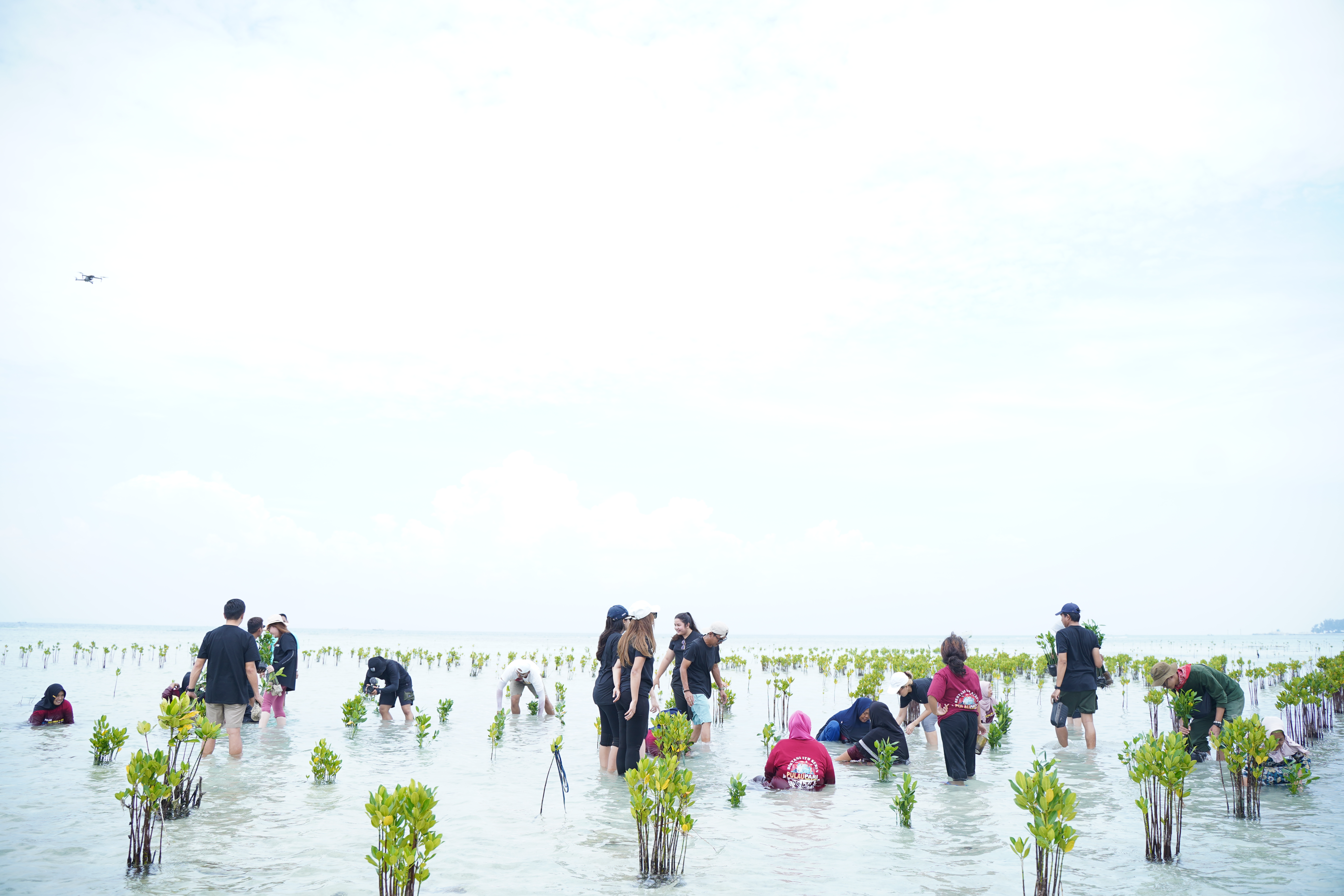 Penanaman 1.000 mangrove oleh PT Multi Guna Maritim bersama LindungiHutan.