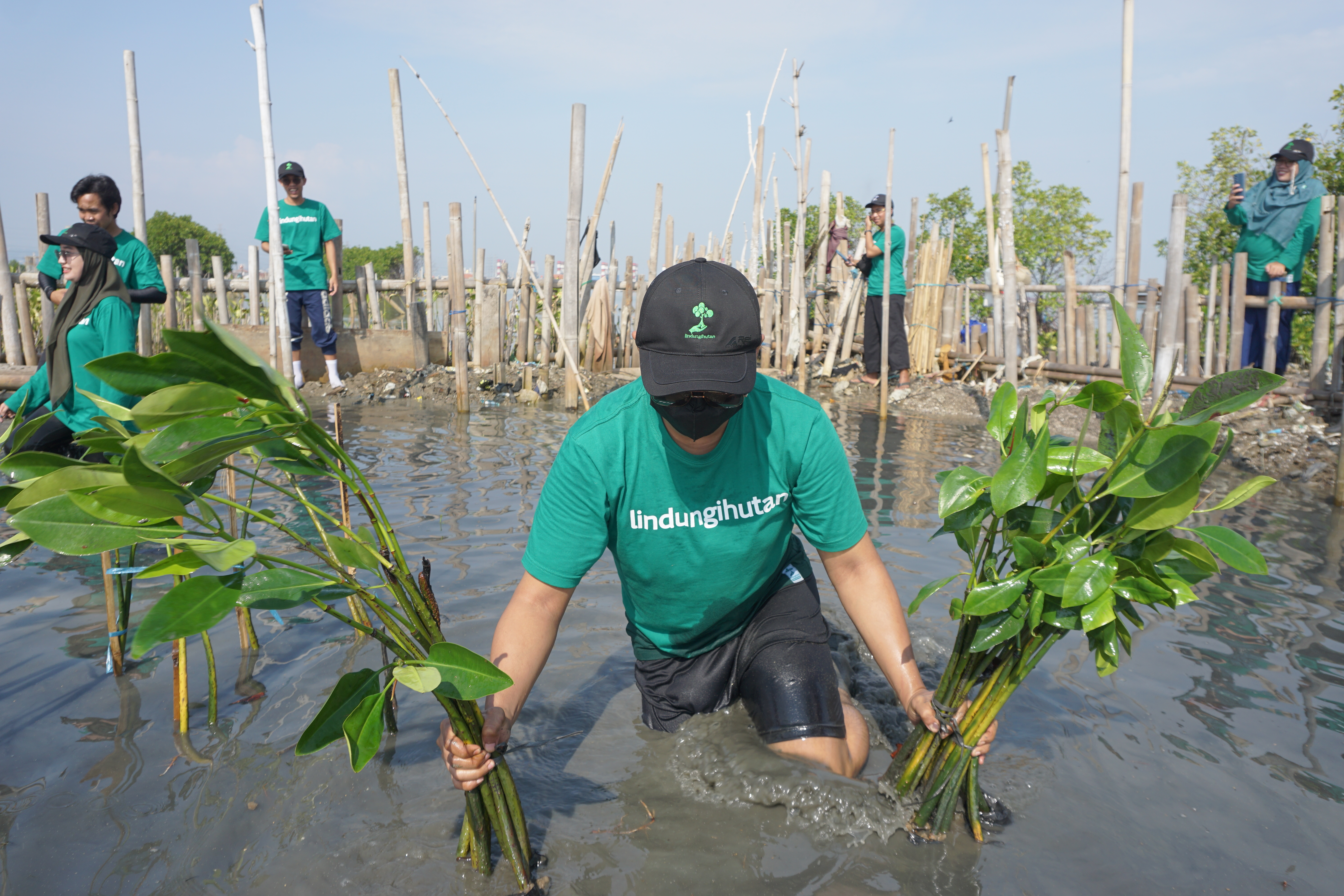 Kegiatan penanaman mangrove di Tambakrejo, Kota Semarang.