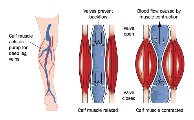 Atom's unique design enhances the calf's function, boosting circulation, reducing swelling and leaving the legs fresher. 