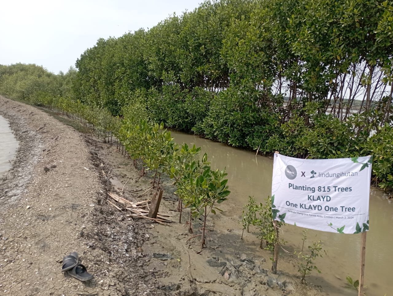 Inisiasi penghijauan One KLAYD One Tree, berhasil menanam 815 bibit mangrove di kawasan Hutan Mangrove Ambulu.