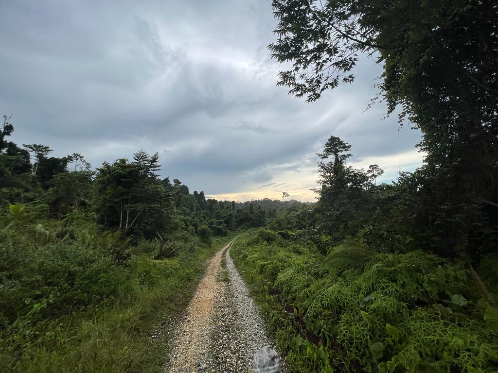 road around concession  PT Lestarikan Bumi Papua