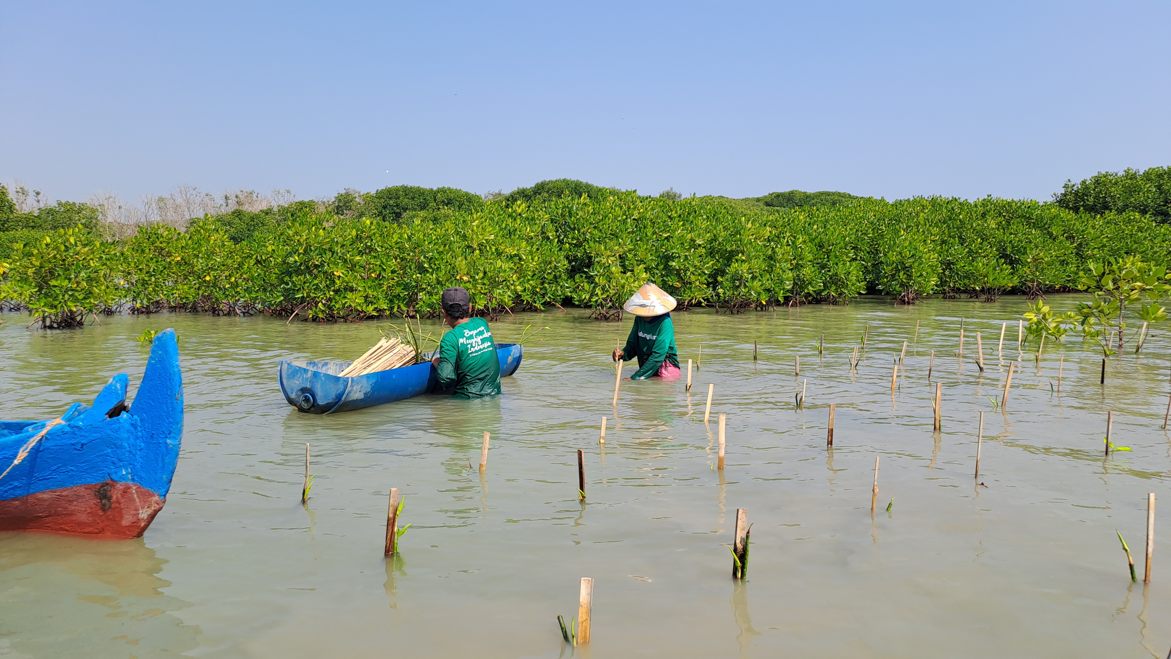 Penanaman mangrove di Desa Bedono. (Dokumentasi: LindungiHutan).