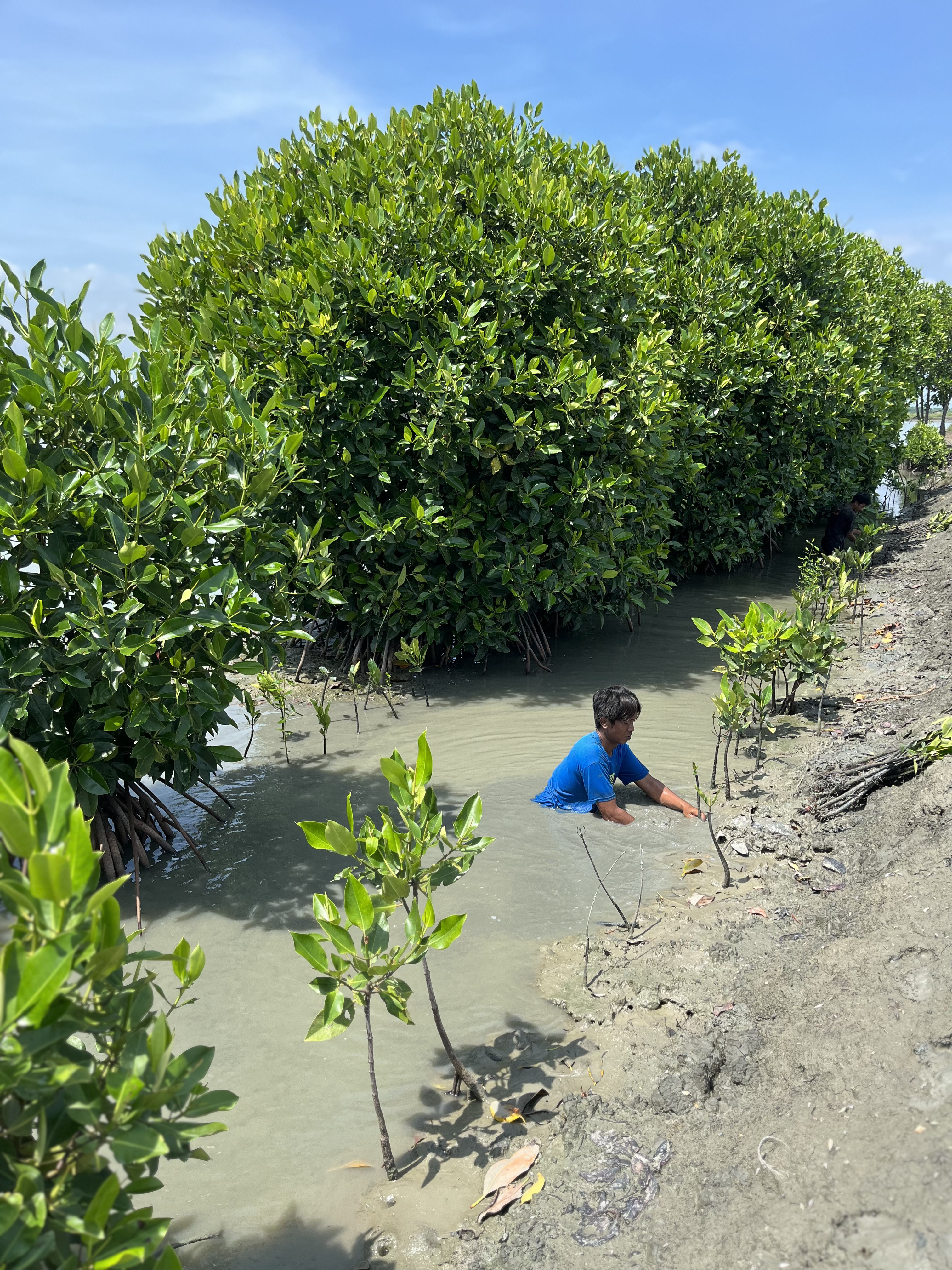 KLAYD menanam 815 bibit mangrove di Cirebon.