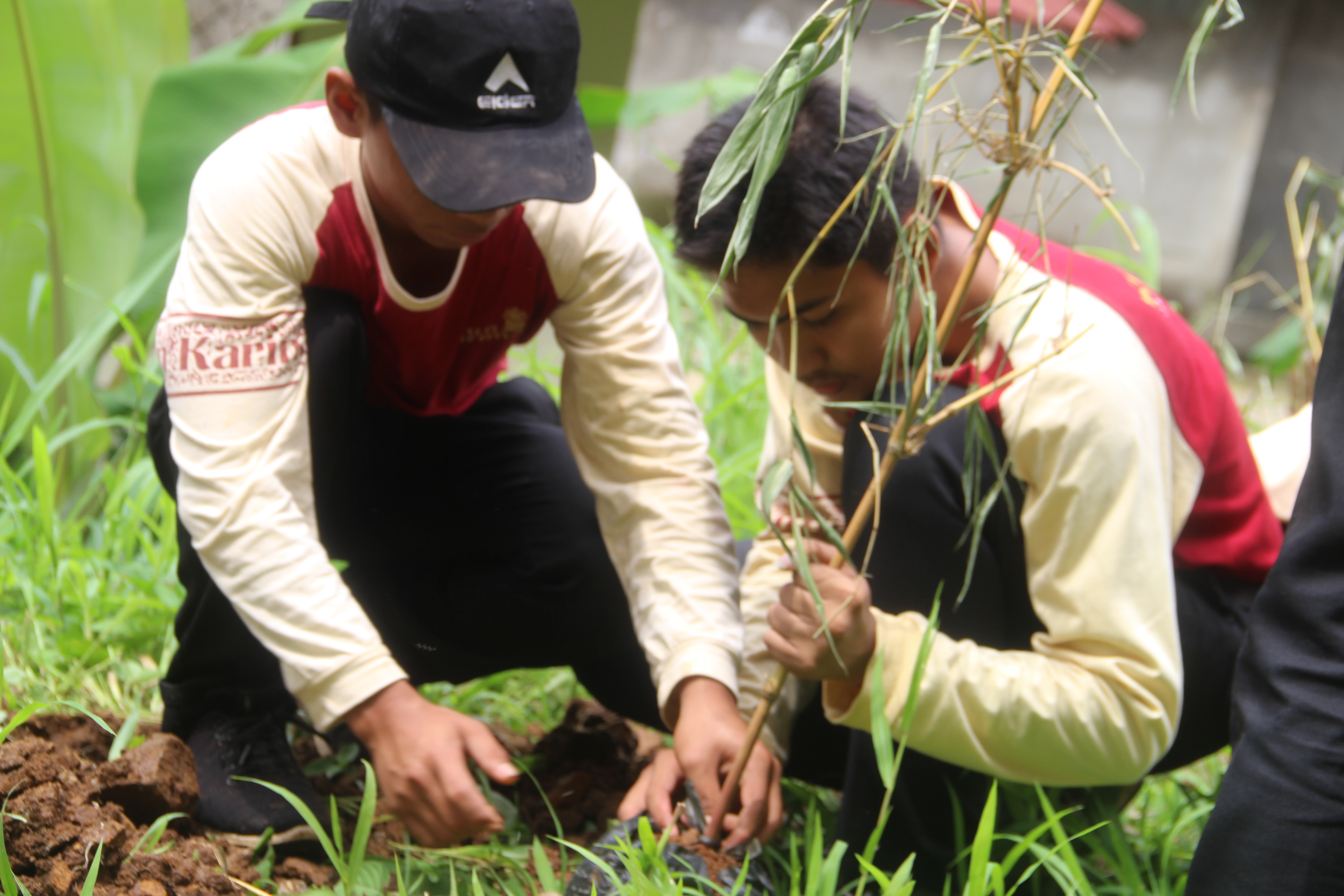 Para santri Pondok Pesantren Kun Karima Pandeglang Banten dengan antusias menanam 3 jenis bibit bambu, yaitu bambu kuning, bambu hitam, dan bambu betung di lingkungan pesantren (23/11)