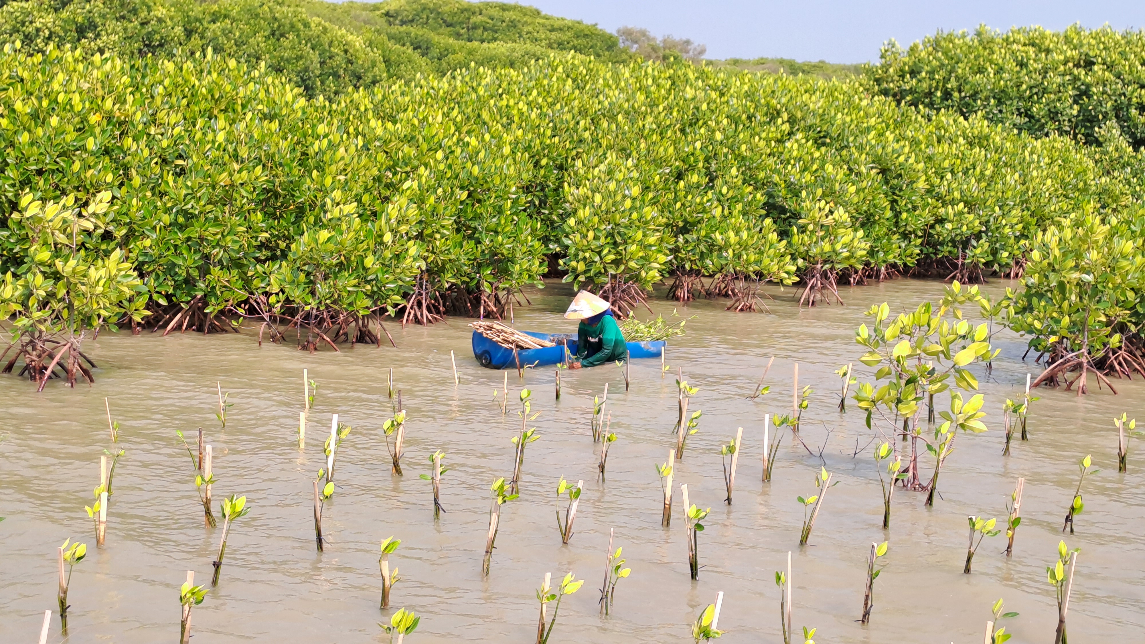 Potret Mak Jah sedang menanam mangrove di Bedono.