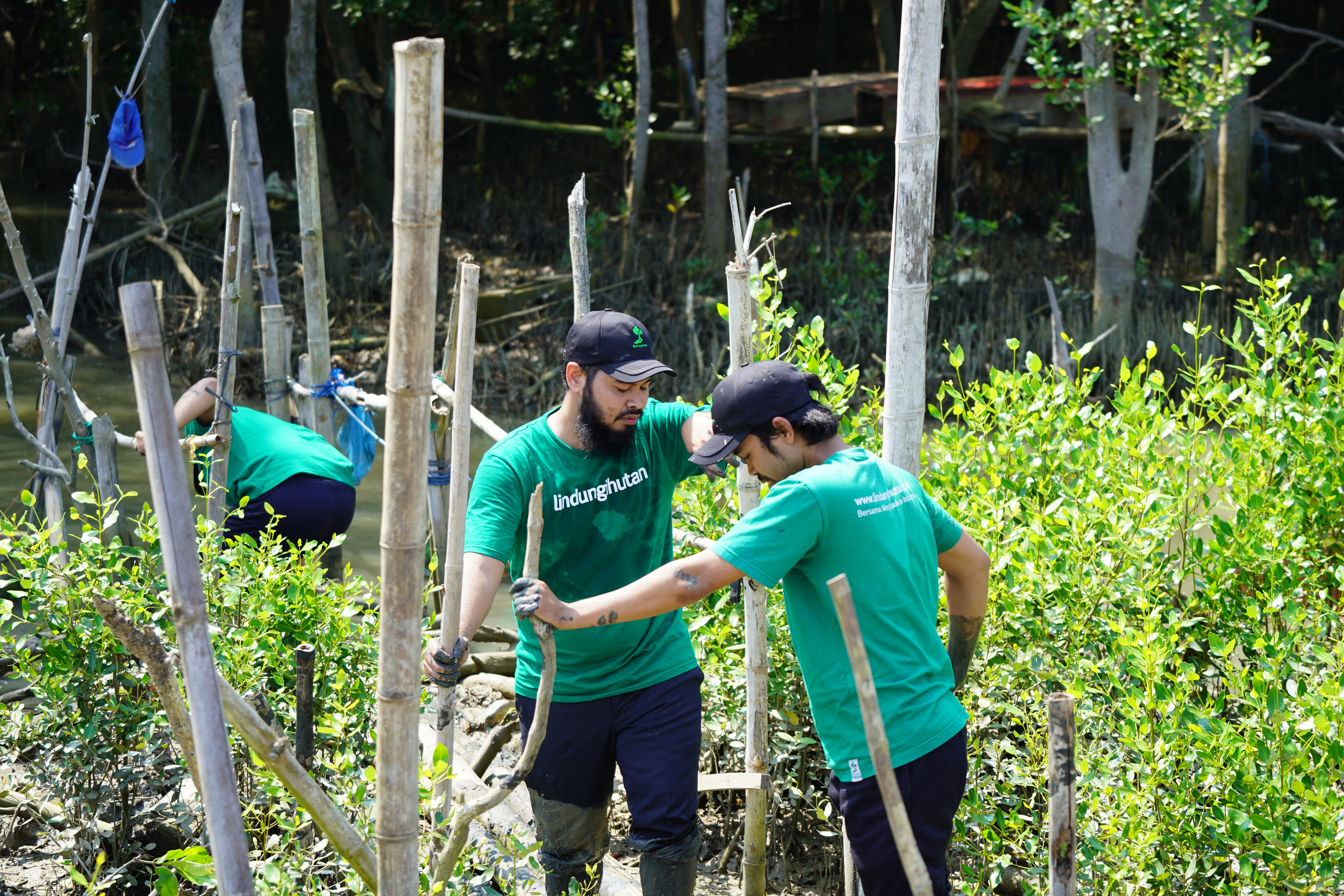 Ben dan LindungiHutan tanam mangrove di pesisir Kota Semarang.