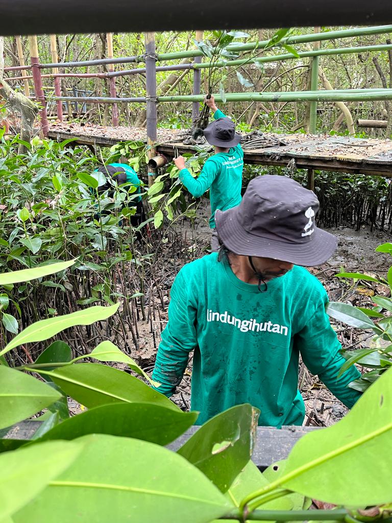 Penanaman Mangrove di Pesisir Pengarengan, Cirebon 