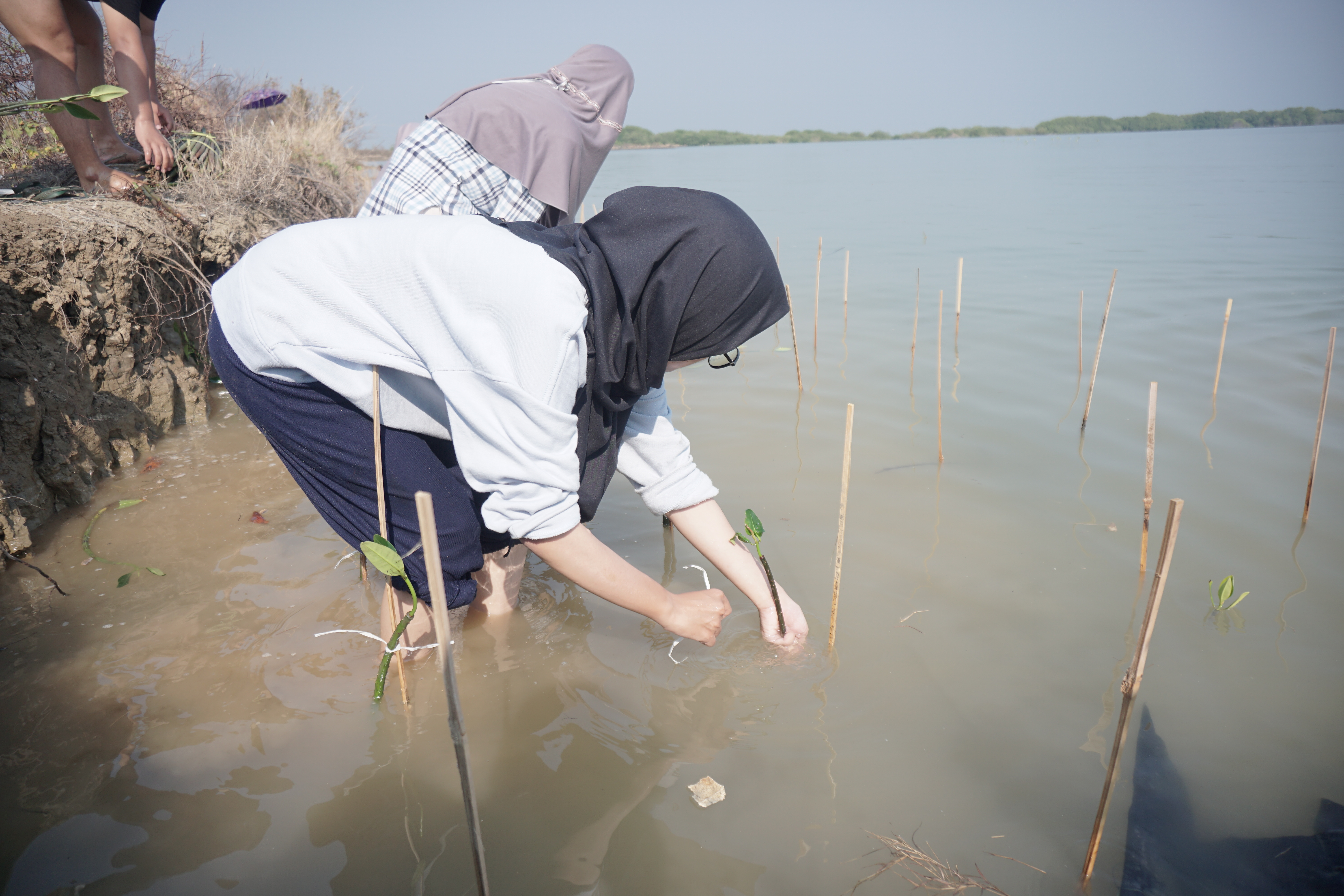 Proses penanaman mangrove bersama rekan-rekan mahasiswa. (Dokumentasi: LindungiHutan).