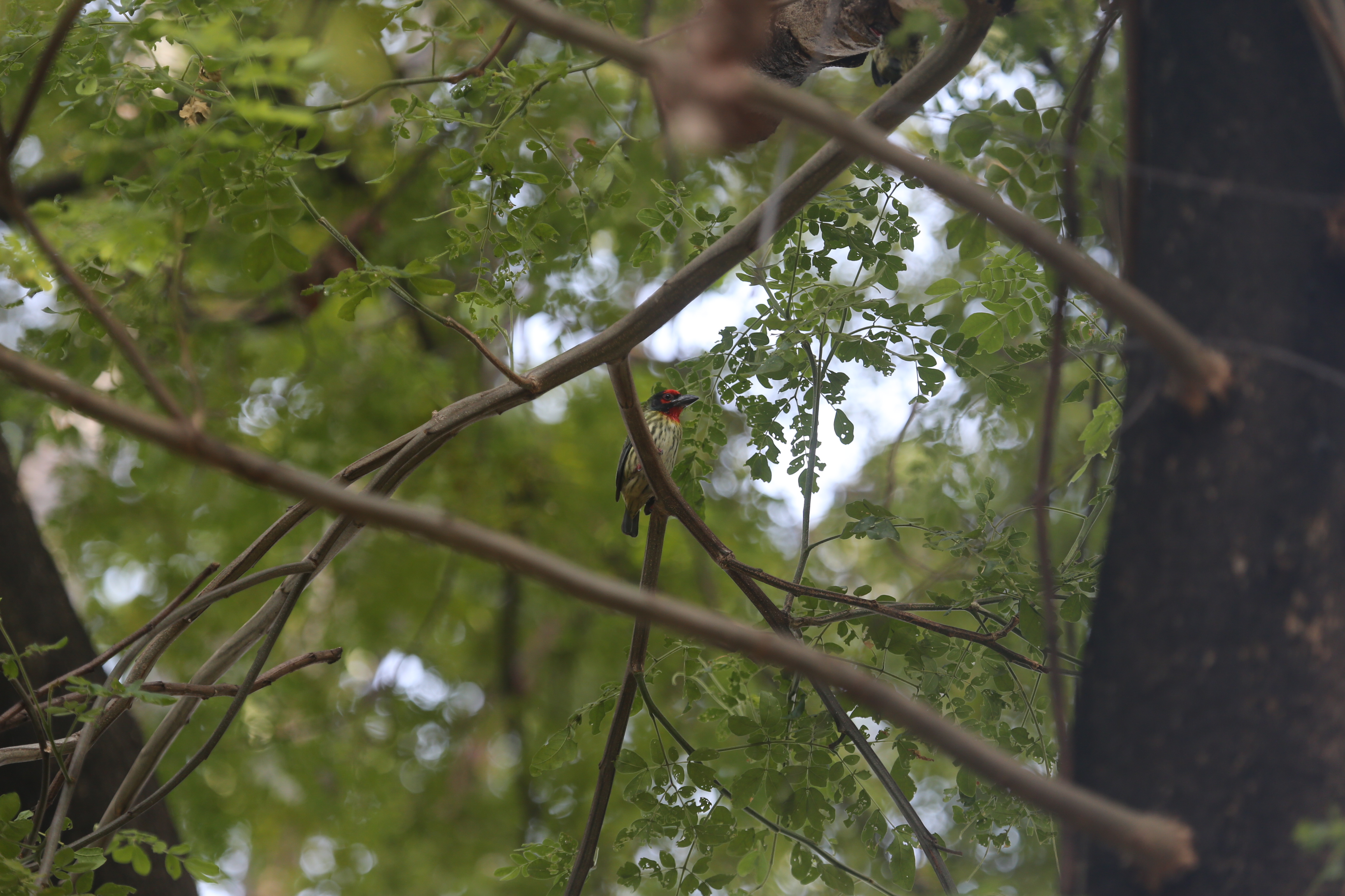 Burung Takur Ungkut-Ungkut berhasil ditemukan di Tebet Eco Park Jakarta