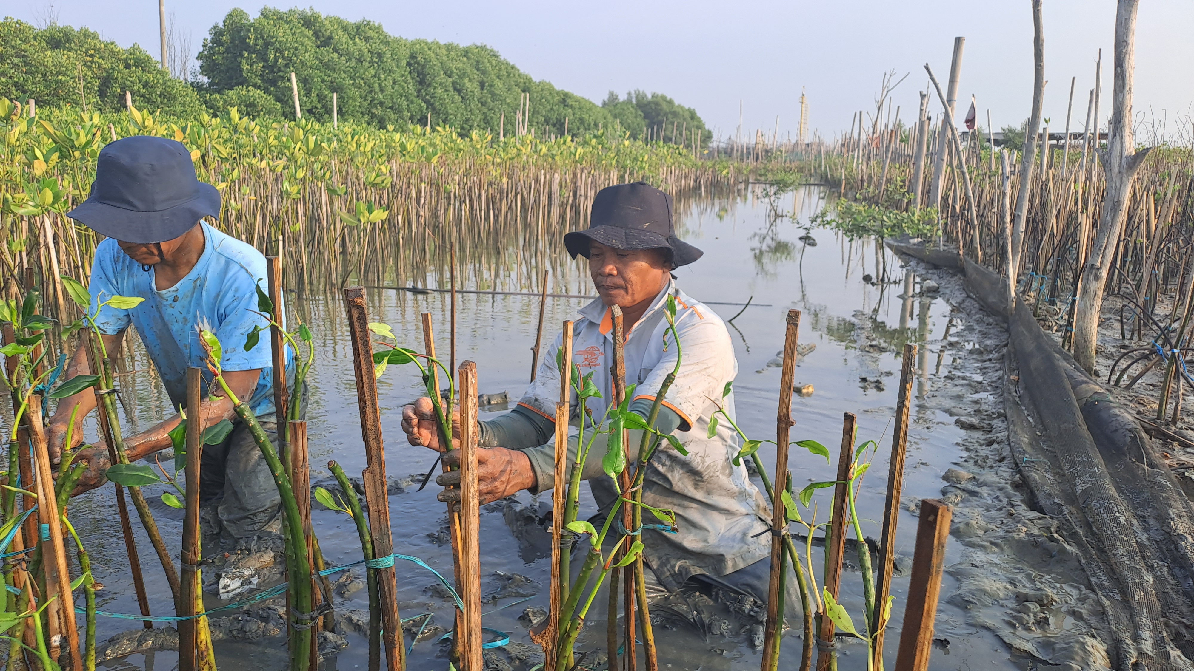 Upaya penanaman mangrove LindungiHutan (Dokumentasi: LindungiHutan).