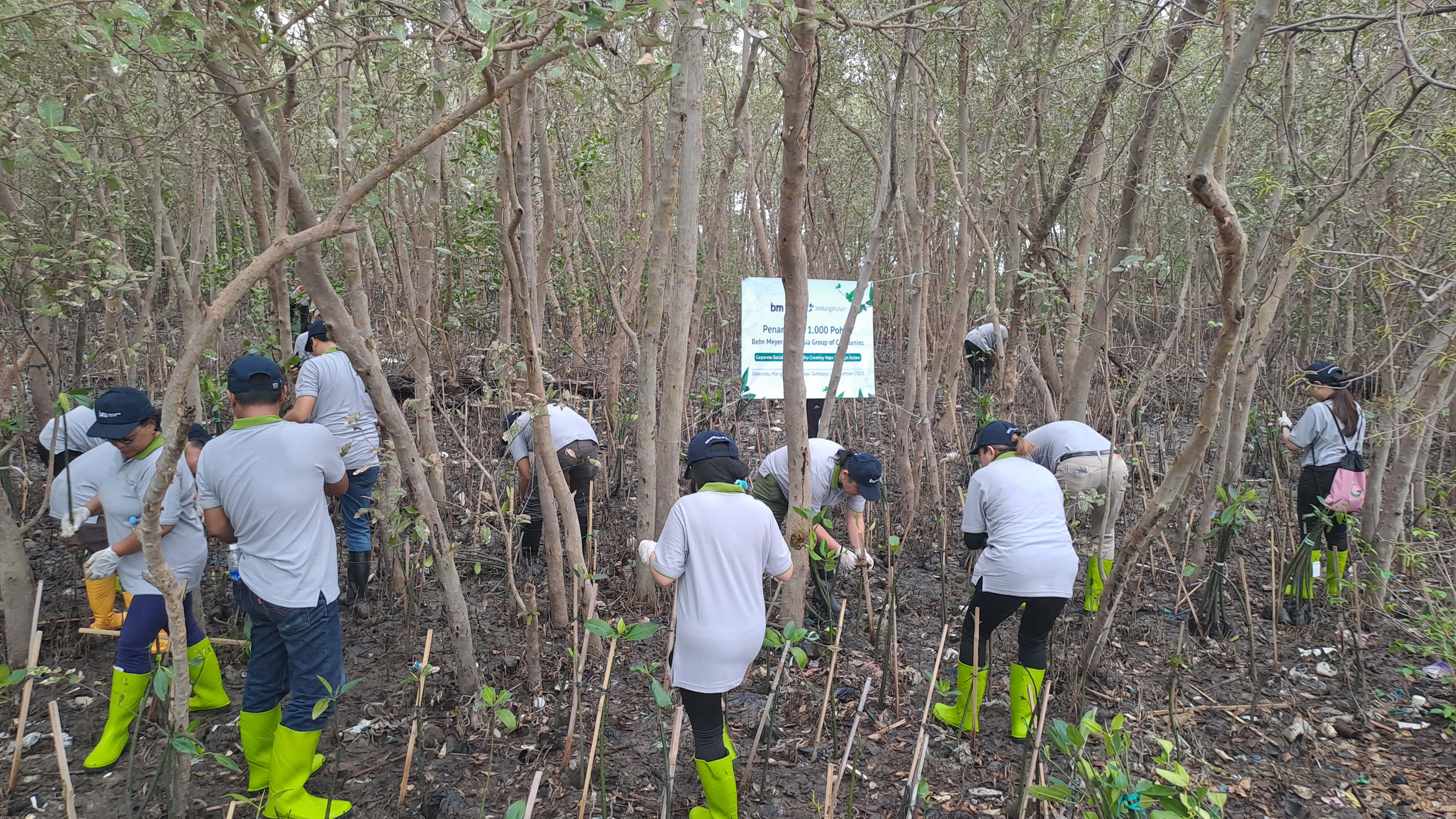 Ribuan mangrove ditanam oleh Behn Meyer Chemicals Indonesia di Ekowisata Mangrove Wonorejo. (Dokumentasi: LindungiHutan).
