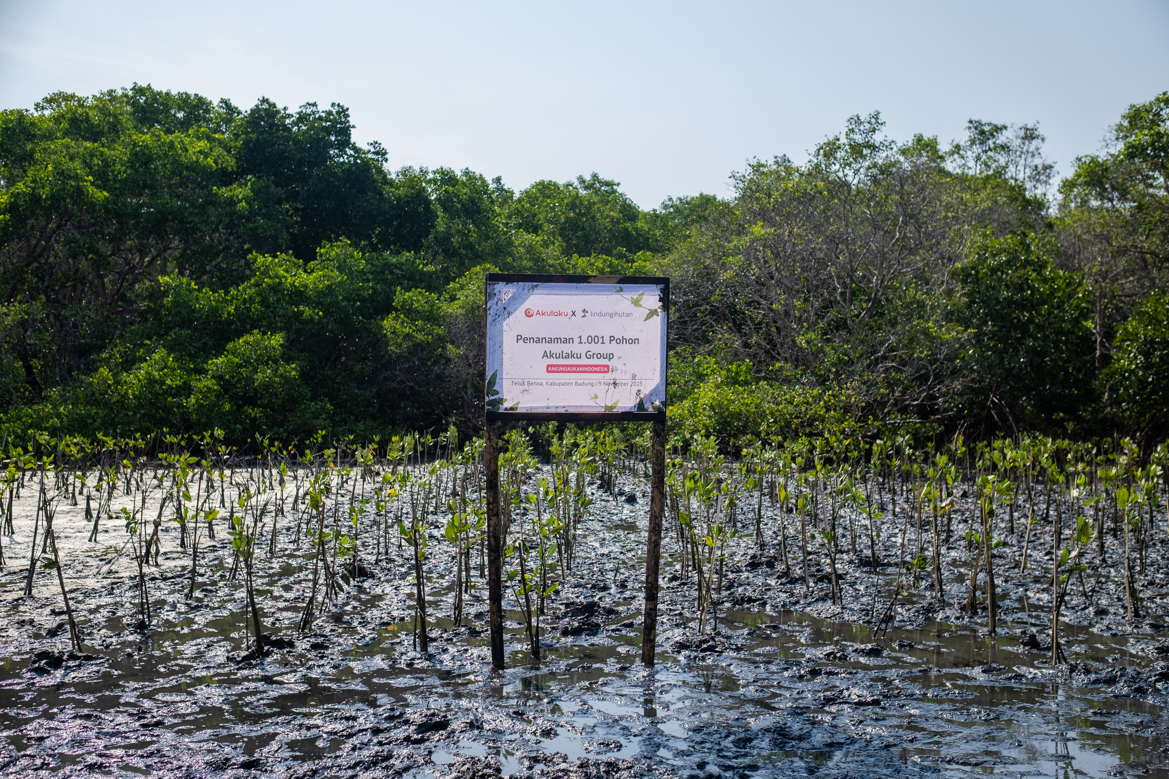 Lokasi penanaman mangrove Akulaku Group di Teluk Benoa Bali. (Dokumentasi: LindungiHutan).