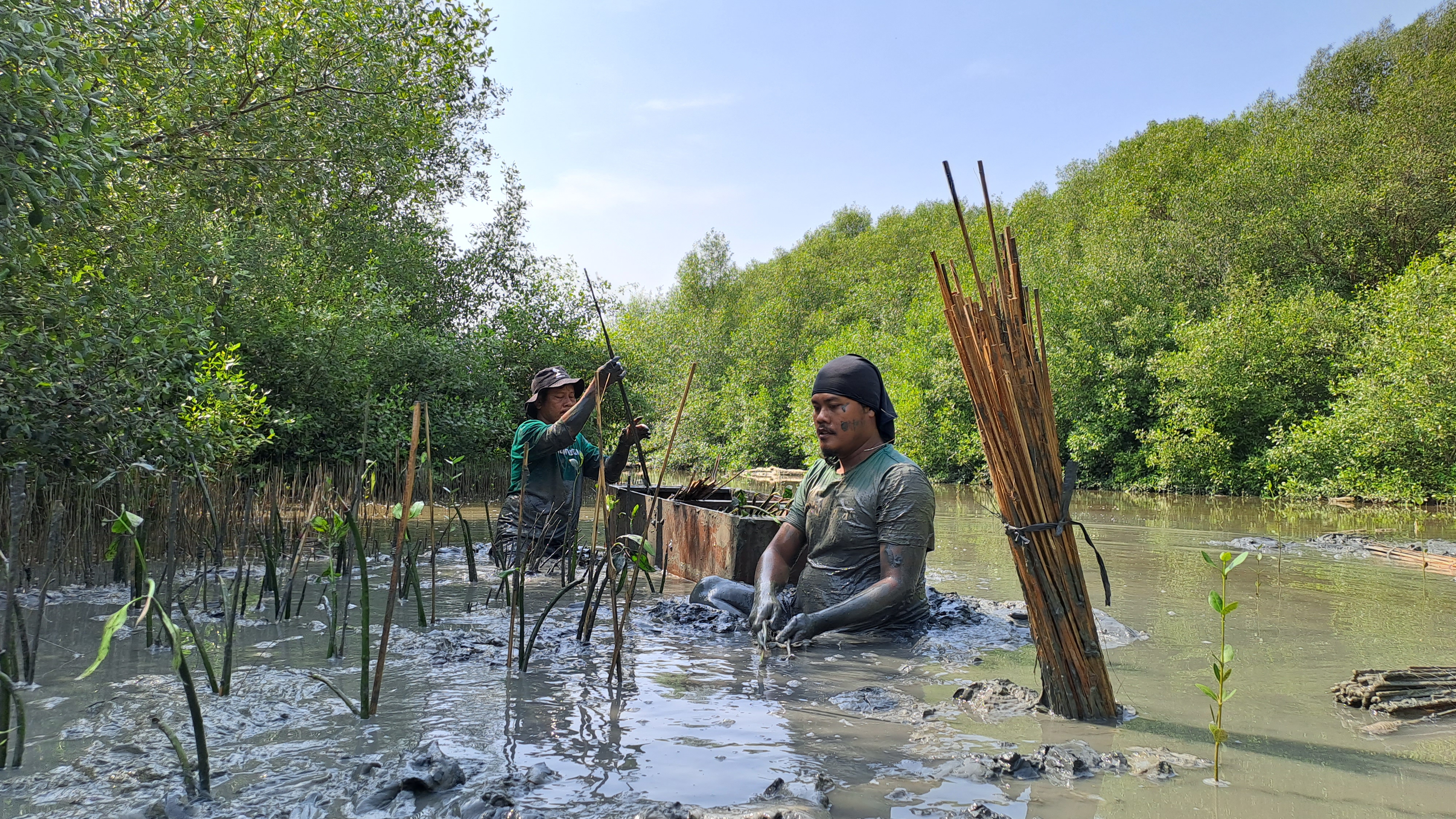 Foto Pak Sumadi dan Mas Antok melakukan penanaman mangrove.