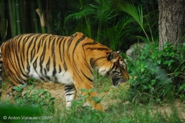 Working to conserve rare tropical forests and peat swamps that are home to wildlife such as tigers and orangutans. The surrounding forests are decreasing due to the extraction of raw materials for paper manufacturing and palm oil production. Credits: ©︎ Anton Vorauer/WWF